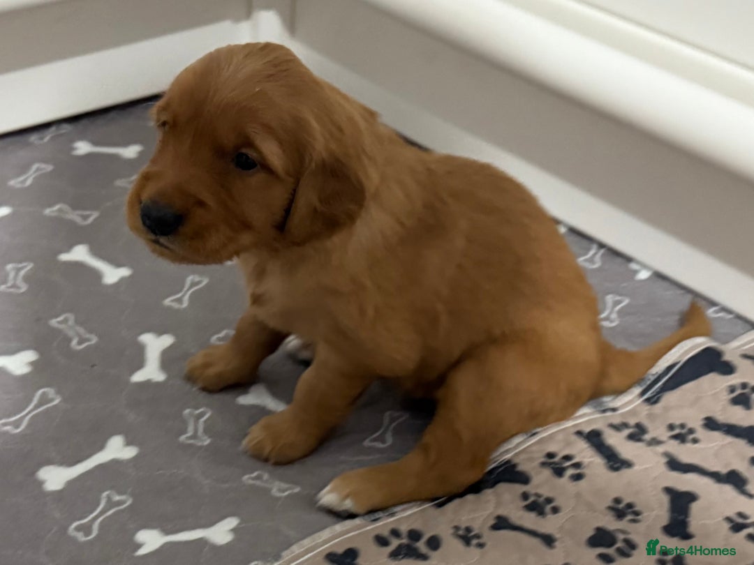 Golden Retriever dogs for sale: Dark Red Golden Retriever Pups  - Image 24