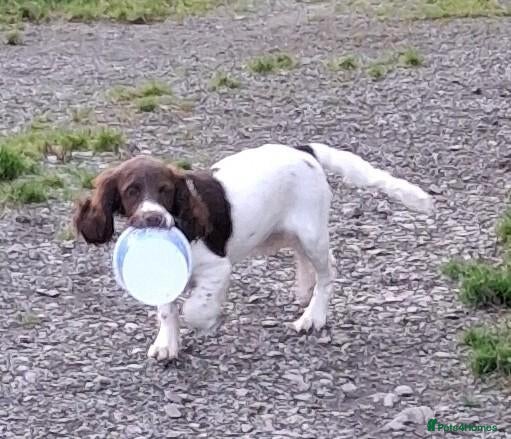 English Springer Spaniel dogs Gorgeous English Springer Spaniels Puppies - Advert 4