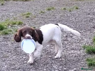 English Springer Spaniel dogs Gorgeous English Springer Spaniels Puppies - Advert 4