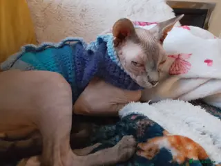 Sphynx cats Male sphynx for sale, needs a new loving home - Advert 1