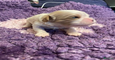 Cavalier King Charles Spaniel dogs Specialist Health Tested Cavalier King Charles  - Advert 1