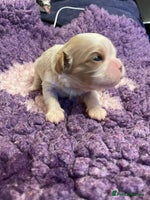 Cavalier King Charles Spaniel dogs Specialist Health Tested Cavalier King Charles - Advert 9