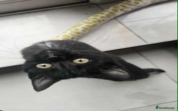 British Shorthair cats for sale: Stunning British Shorthair Kittens Ready Now! - Image 30