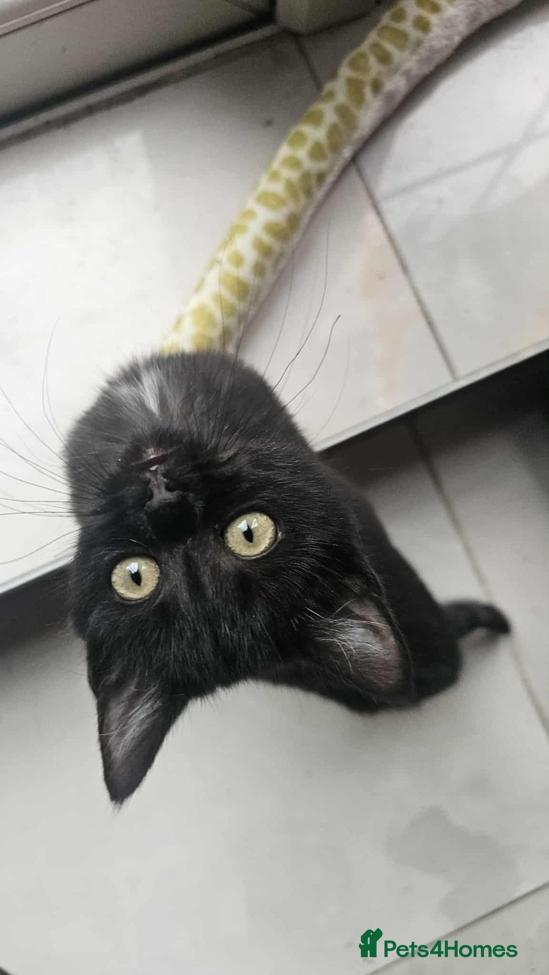 British Shorthair cats for sale: Stunning British Shorthair Kittens Ready Now! - Image 30