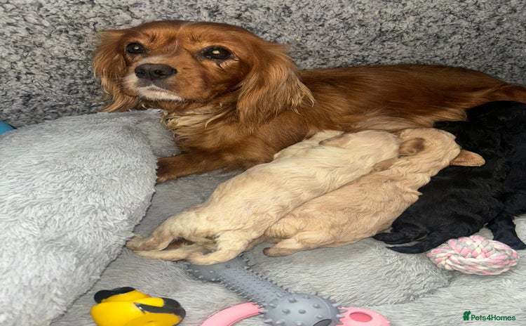 Cavapoo dogs - Advert 1