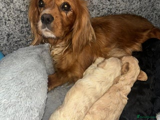 Cavapoo dogs - Advert 1