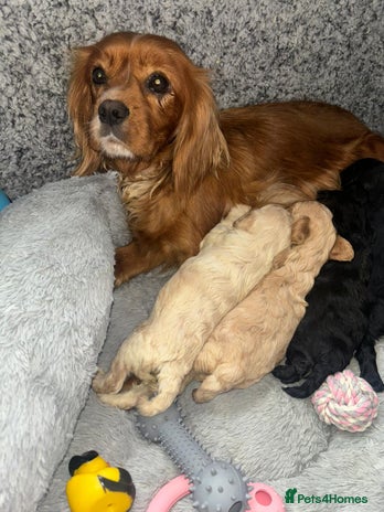 Cavapoo dogs - Advert 1