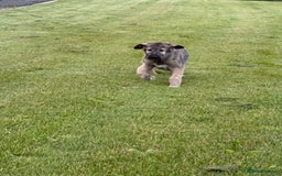 Irish Wolfhound dogs for sale: Irish wolfhound puppies - Image 2