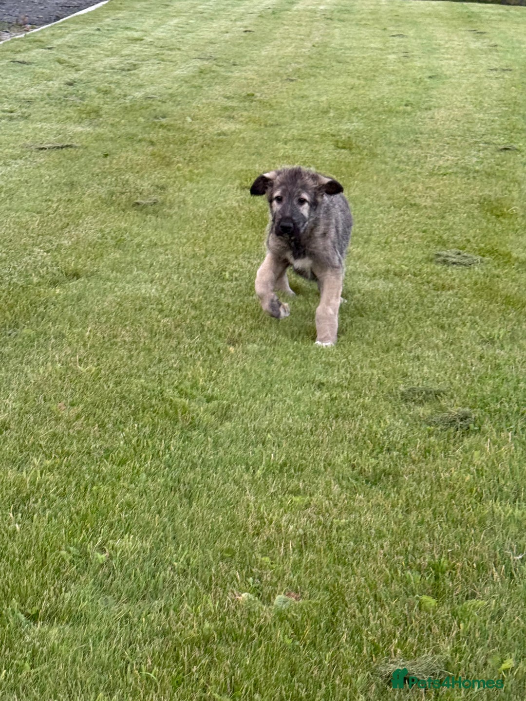 Irish Wolfhound dogs for sale: Irish wolfhound puppies - Image 2