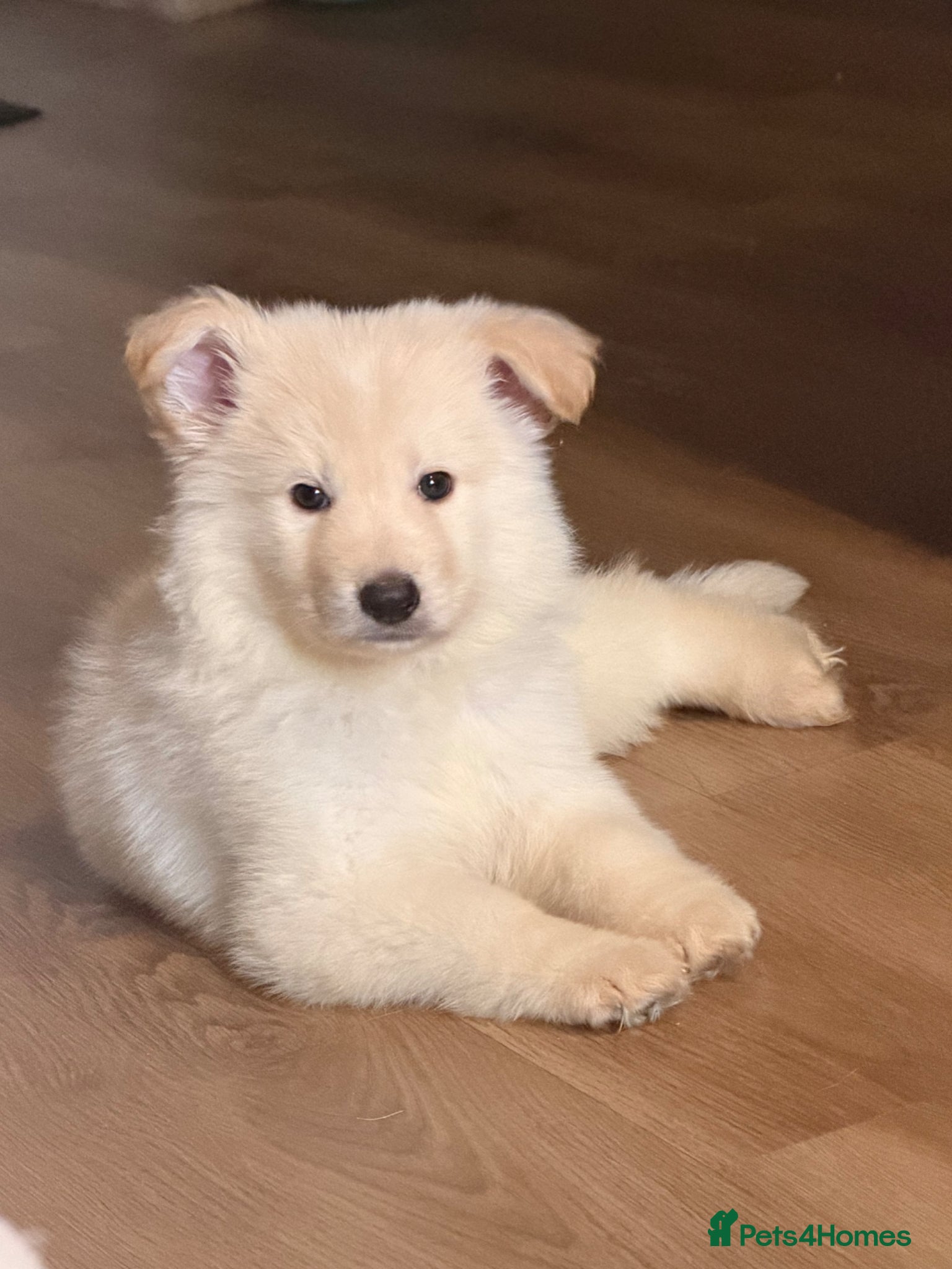 German Shepherd dogs ✨⭐️READY today ! - KC REGISTERED GSD PUPS⭐️✨ - Advert 8