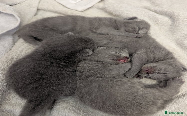 British Shorthair cats - Advert 5