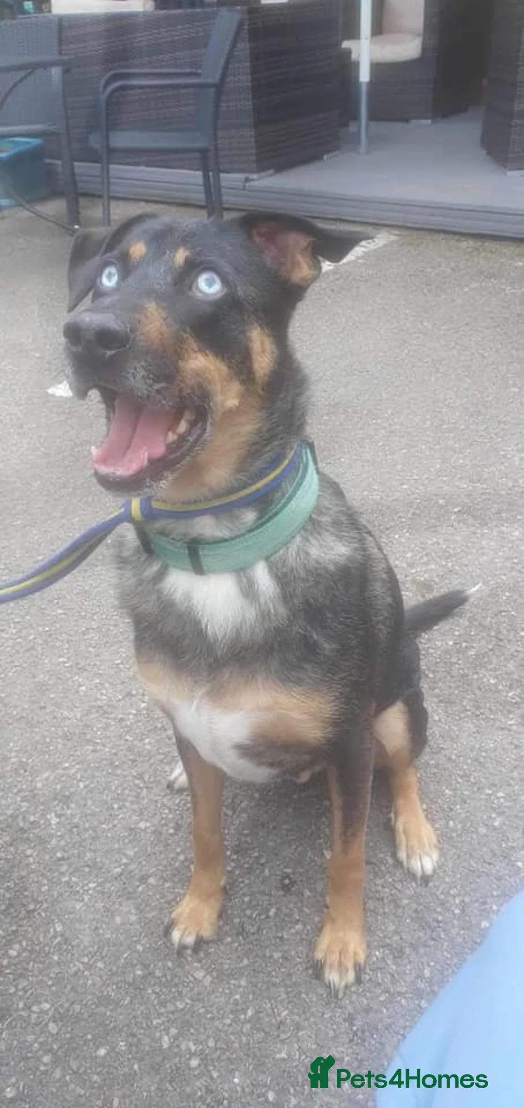 Mixed Breed dogs for adoption: Jack - Norwich Norfolk  in Norwich - Advert 15