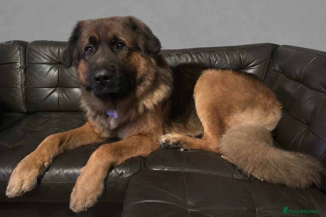 Mixed Breed dogs for sale: Urgent Home Required. - Advert 2