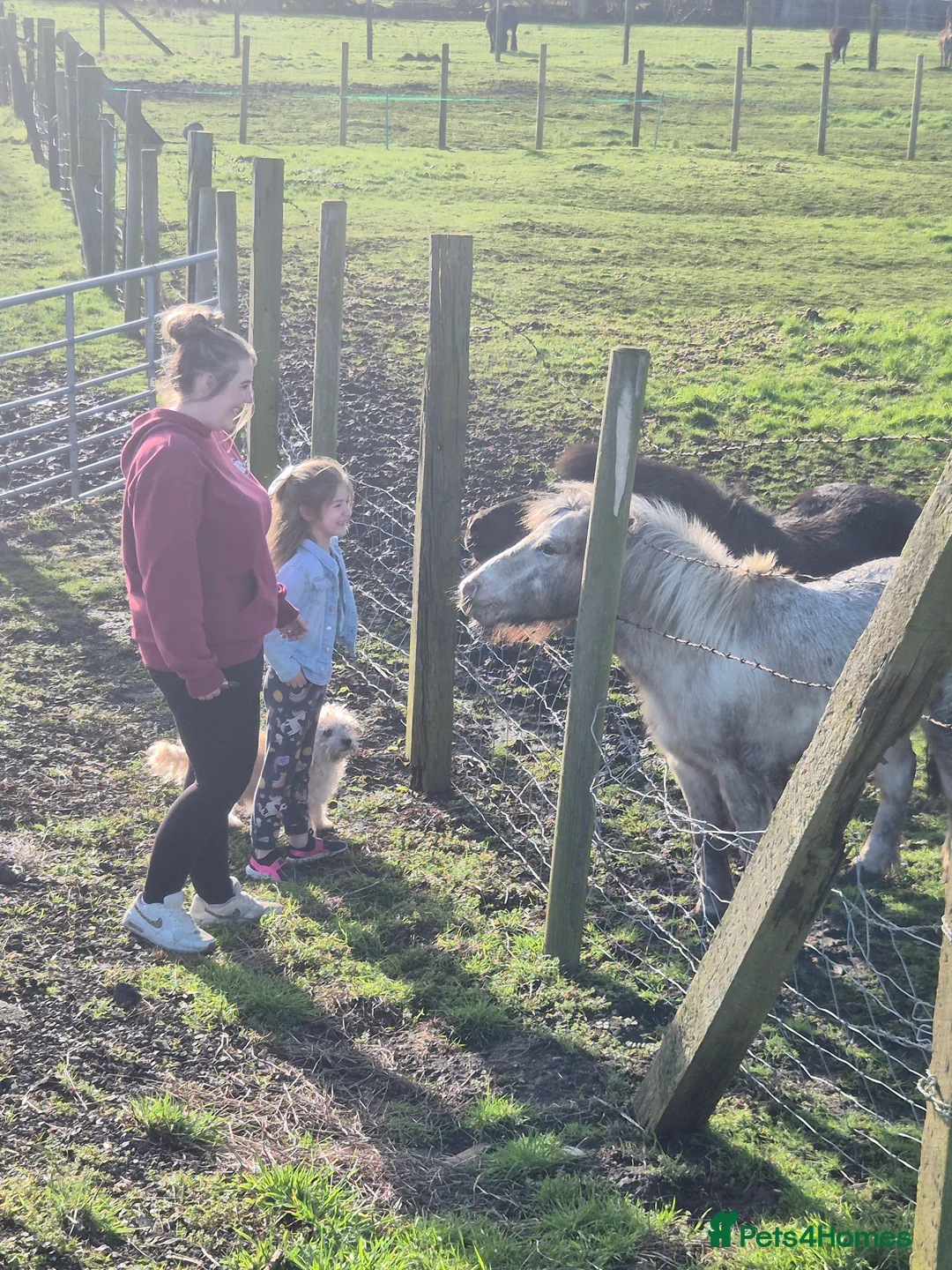 Jackapoo dogs for sale: Tenghis the jackapoo - Advert 2