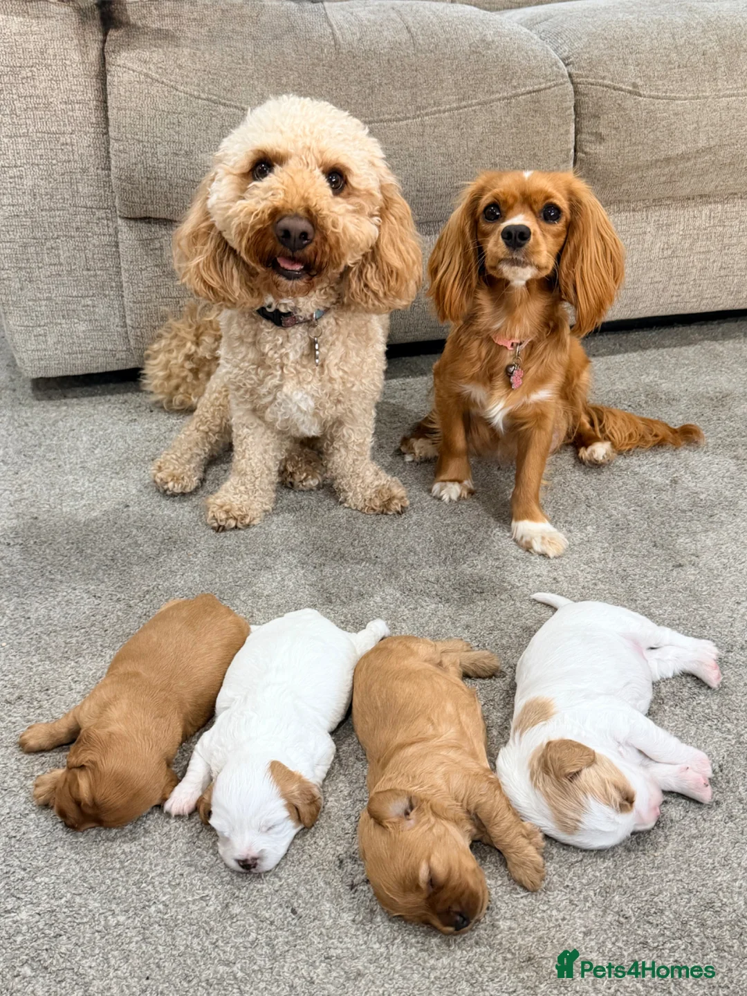 Mixed Breed dogs for sale: 3 Beautiful Cavapoochon Girls in Basildon - Advert 1