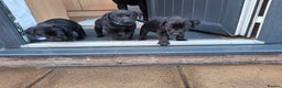 Labrador Retriever dogs for sale: Black labrador puppies - Advert 22