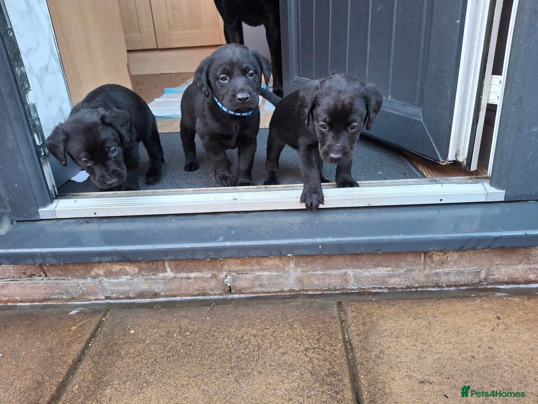 Labrador Retriever dogs for sale: Black labrador puppies - Advert 22