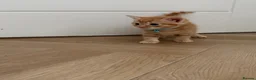 Mixed Breed cats for sale: 2 beautiful kittens  - Advert 4