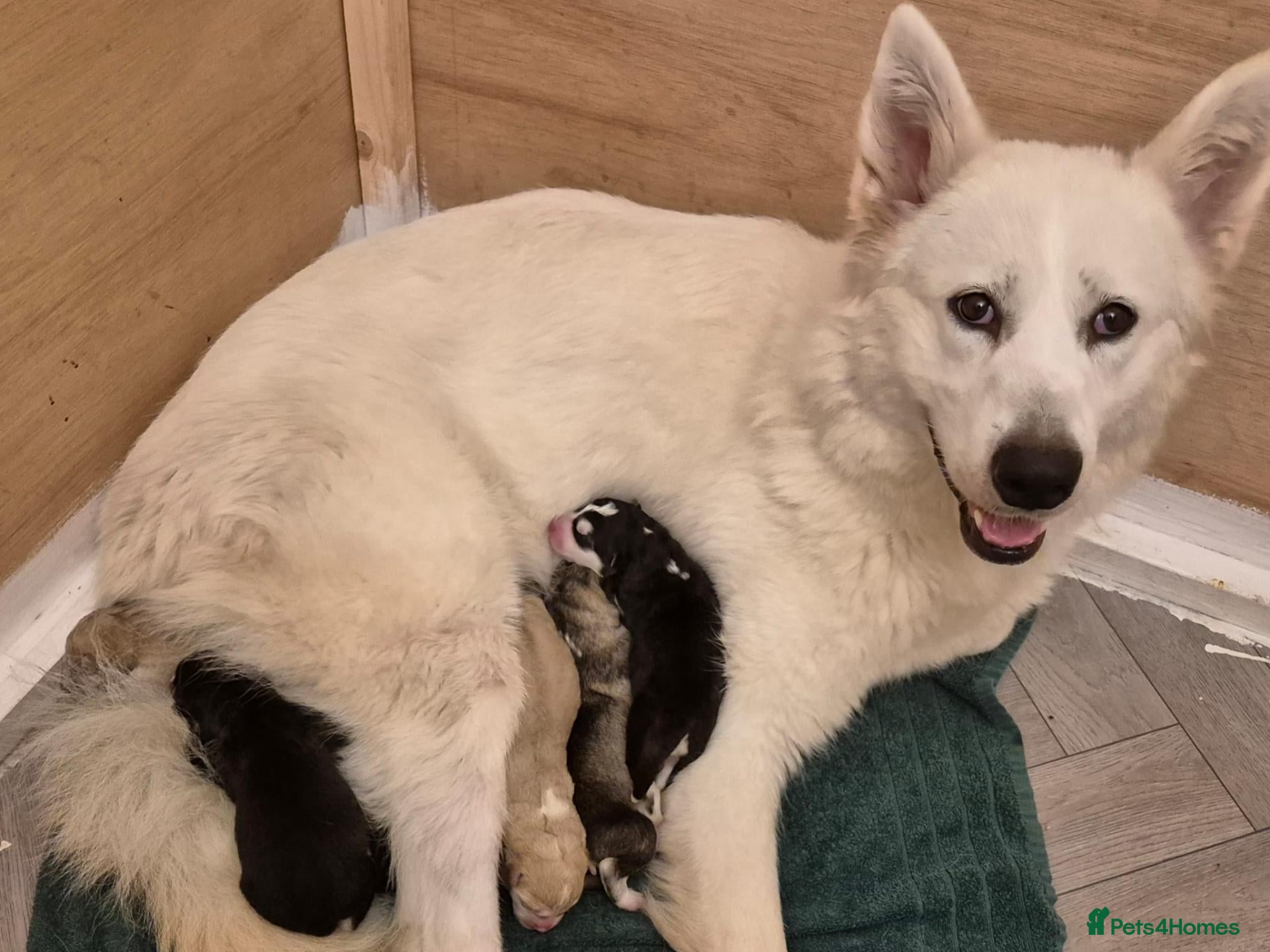 Alaskan Malamute dogs for sale: KC malamute puppies rare colours,exceptional lines - Advert 7
