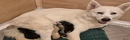 Alaskan Malamute dogs for sale: KC malamute puppies rare colours,exceptional lines - Advert 1