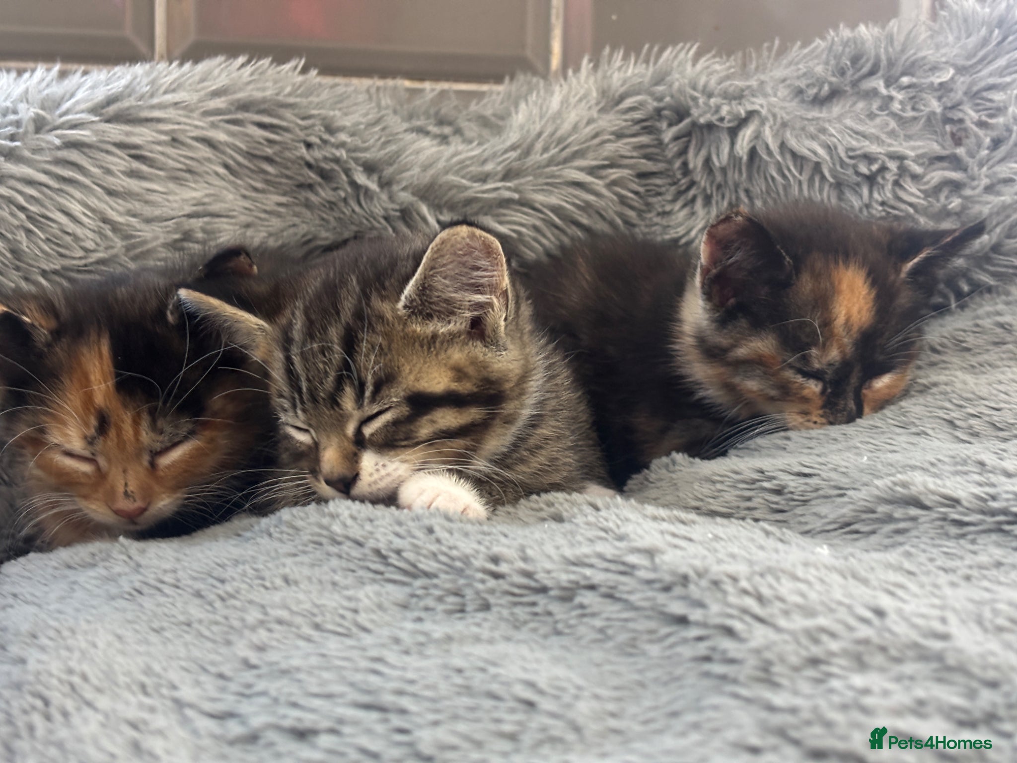 Mixed Breed cats Kittens 1/4 Maine coon.7 weeks and ready to leave. - Advert 7