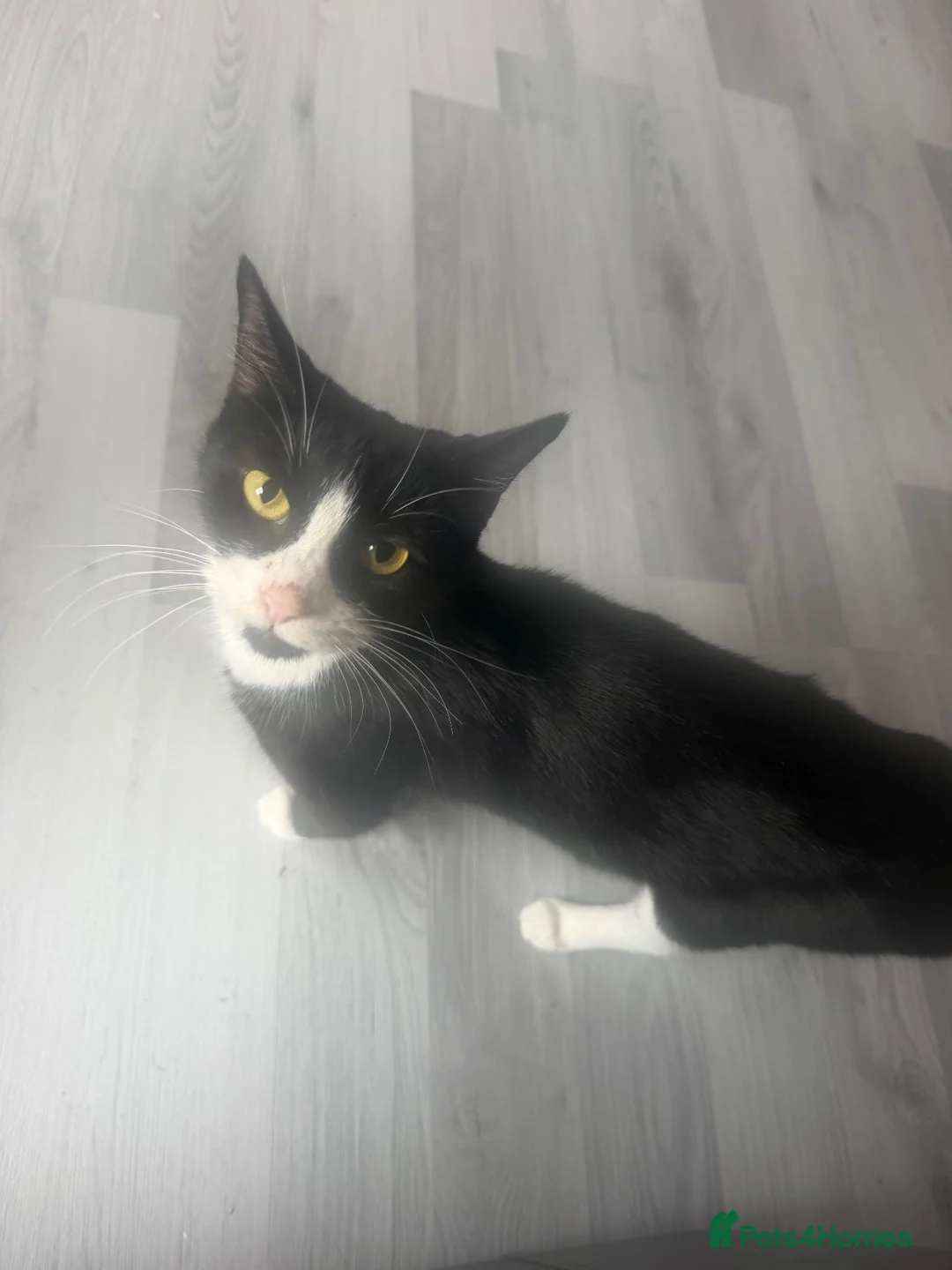 Mixed Breed cats for sale: Kittens  in London - Advert 6