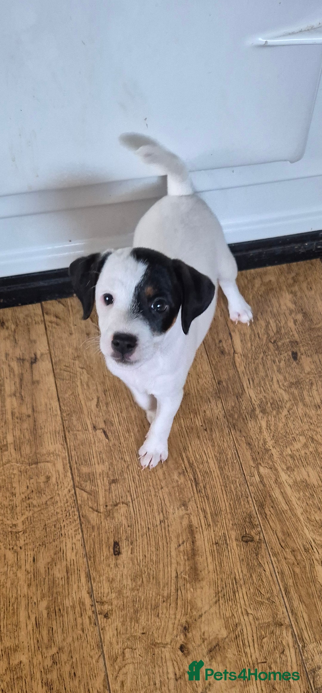 Parson Russell dogs for sale: Last Puppy Remaining due to time waster  - Advert 18