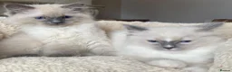 Ragdoll cats for sale: Ragdoll Kittens - Advert 3