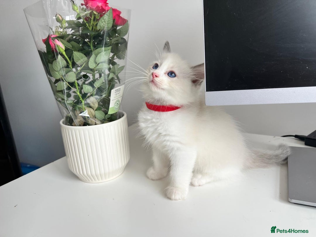 Ragdoll cats for sale: Pure Stunning Ragdoll Kittens - Image 6