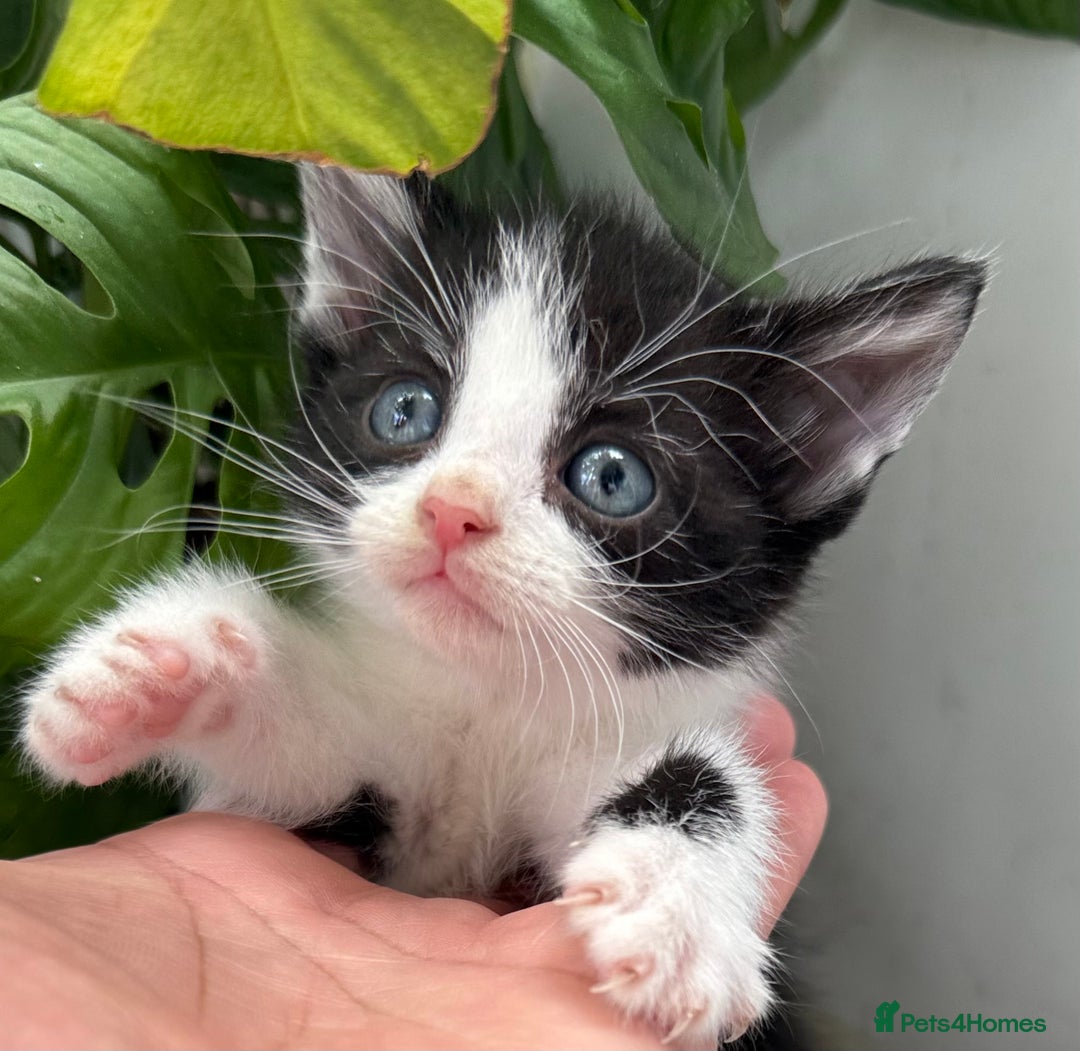 Mixed Breed cats for sale: Beautiful Mixed Breed kittens (plz see description - Image 18