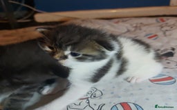 Mixed Breed cats for sale: 4 beautiful kittens - Image 26