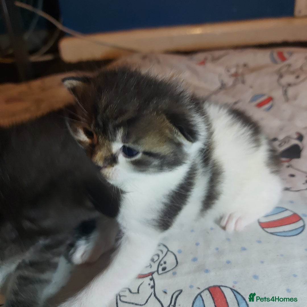 Mixed Breed cats for sale: 4 beautiful kittens - Image 26