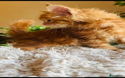 Maine Coon cats for sale: Beautiful GCCF Maine Coon kittens - Advert 4