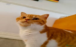 British Shorthair cats for sale: ginger female British short hair ❤️❤️ - Image 5