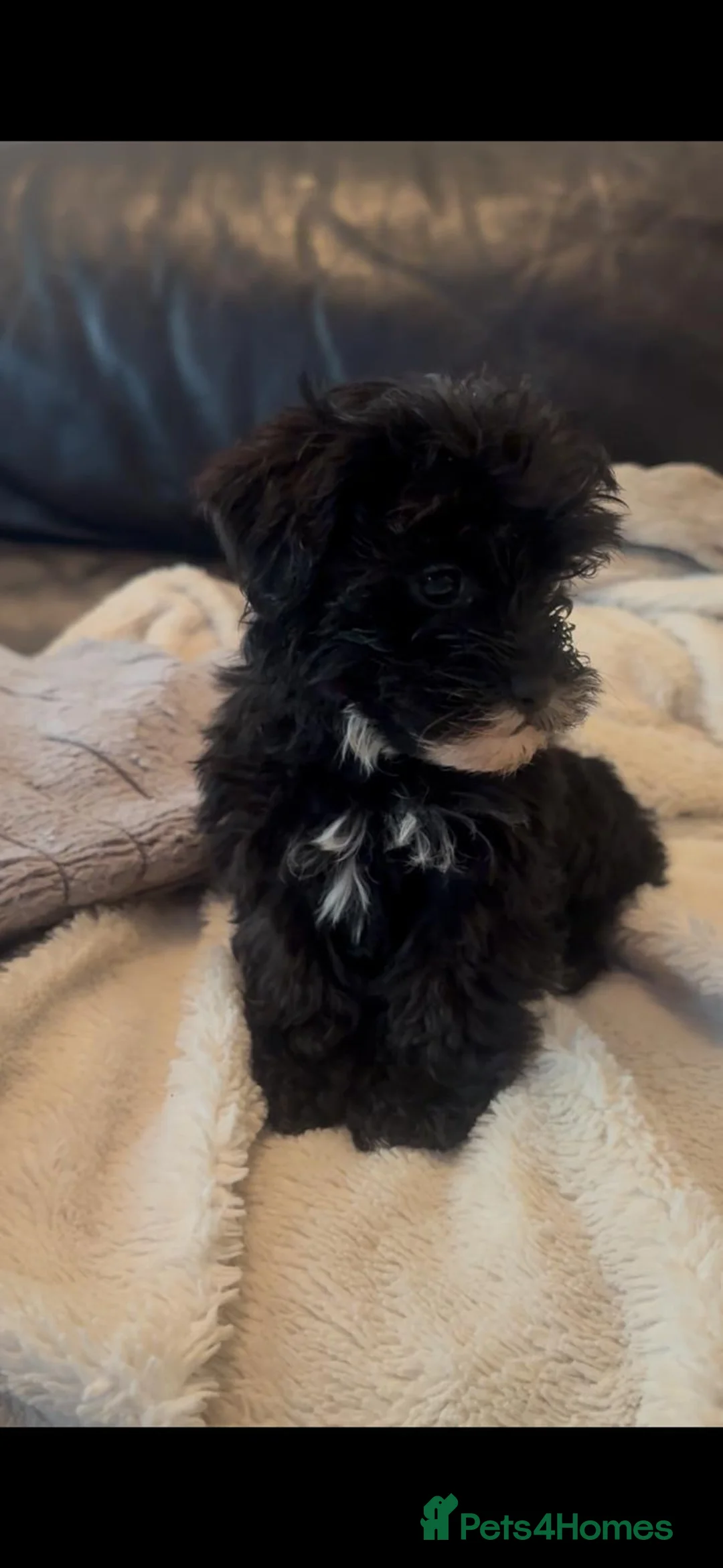 Yorkiepoo dogs for sale: YorkiePoo Puppies, READY NOW - Advert 5