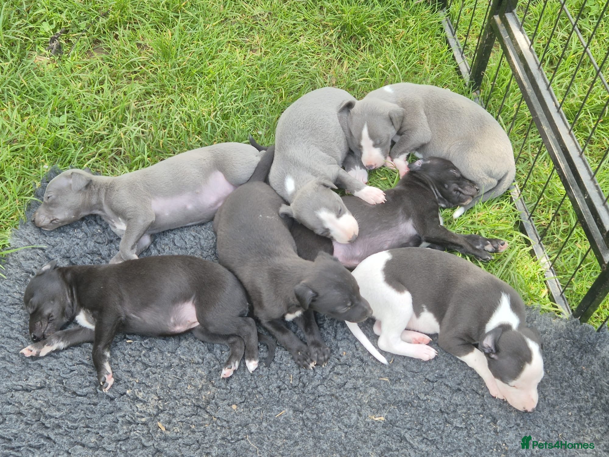 Whippet dogs for sale: Summer’s lovely puppies  in North Tawton - Advert 9