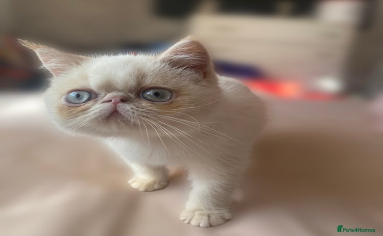 Exotic cats - Advert 1