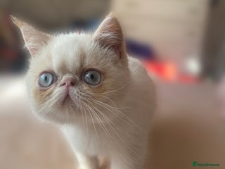 Exotic cats - Advert 1
