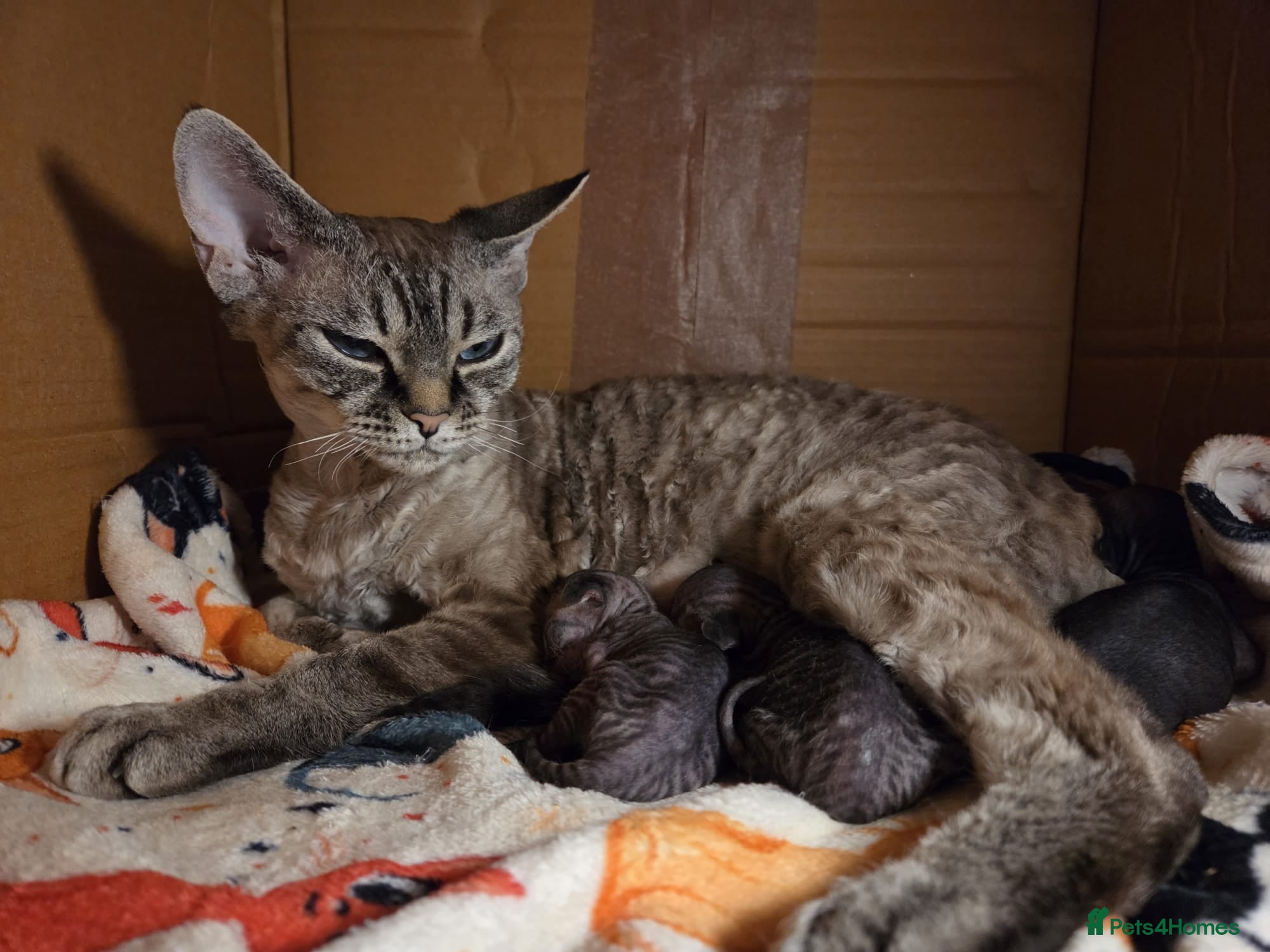 Devon Rex cats Beautiful Devon Rex Kittens 💛 - Advert 1