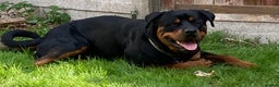 Rottweiler dogs for sale: Bruce * Rehome *  - Advert 9