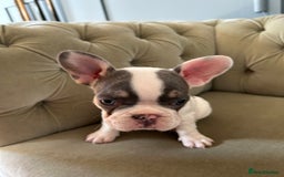 French Bulldog dogs for sale: READY TO LEAVE  KC REG RFG  FRENCHIE PUPPYS in Leicester - Image 13