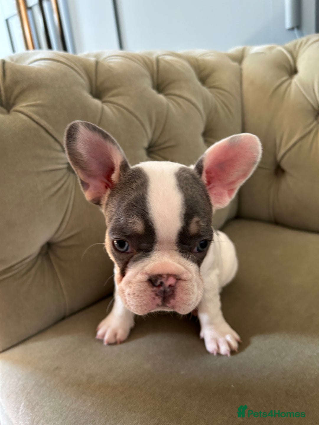 French Bulldog dogs for sale: READY TO LEAVE  KC REG RFG  FRENCHIE PUPPYS in Leicester - Image 13
