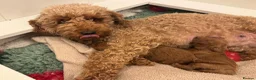 Miniature Poodle dogs for sale: Gorgeous Red Miniature Poodle pups KC Registered  in Exmouth - Advert 18