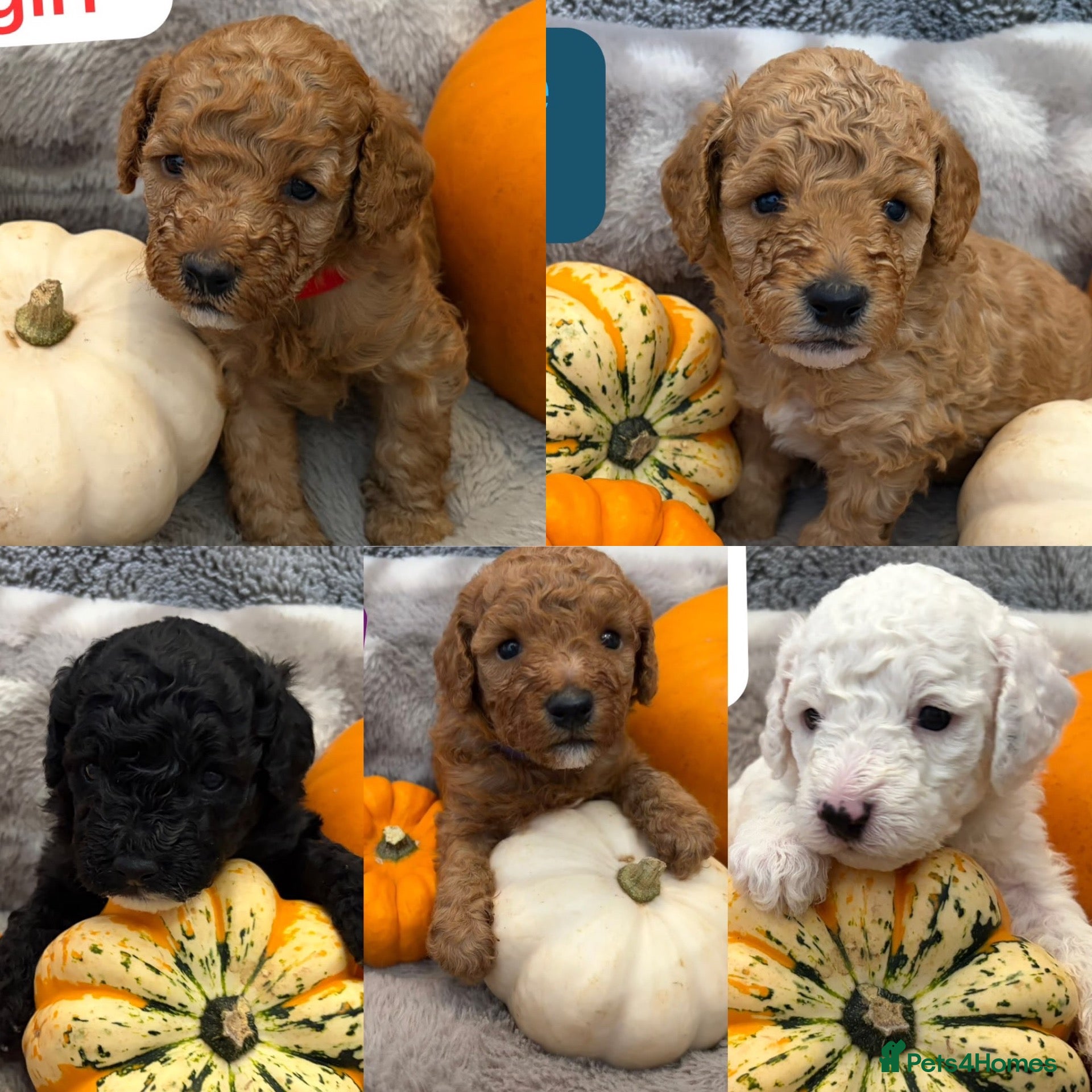 Cavapoochon dogs 🐾CAVAPOOCHON PUPPIES🐾 - Advert 1