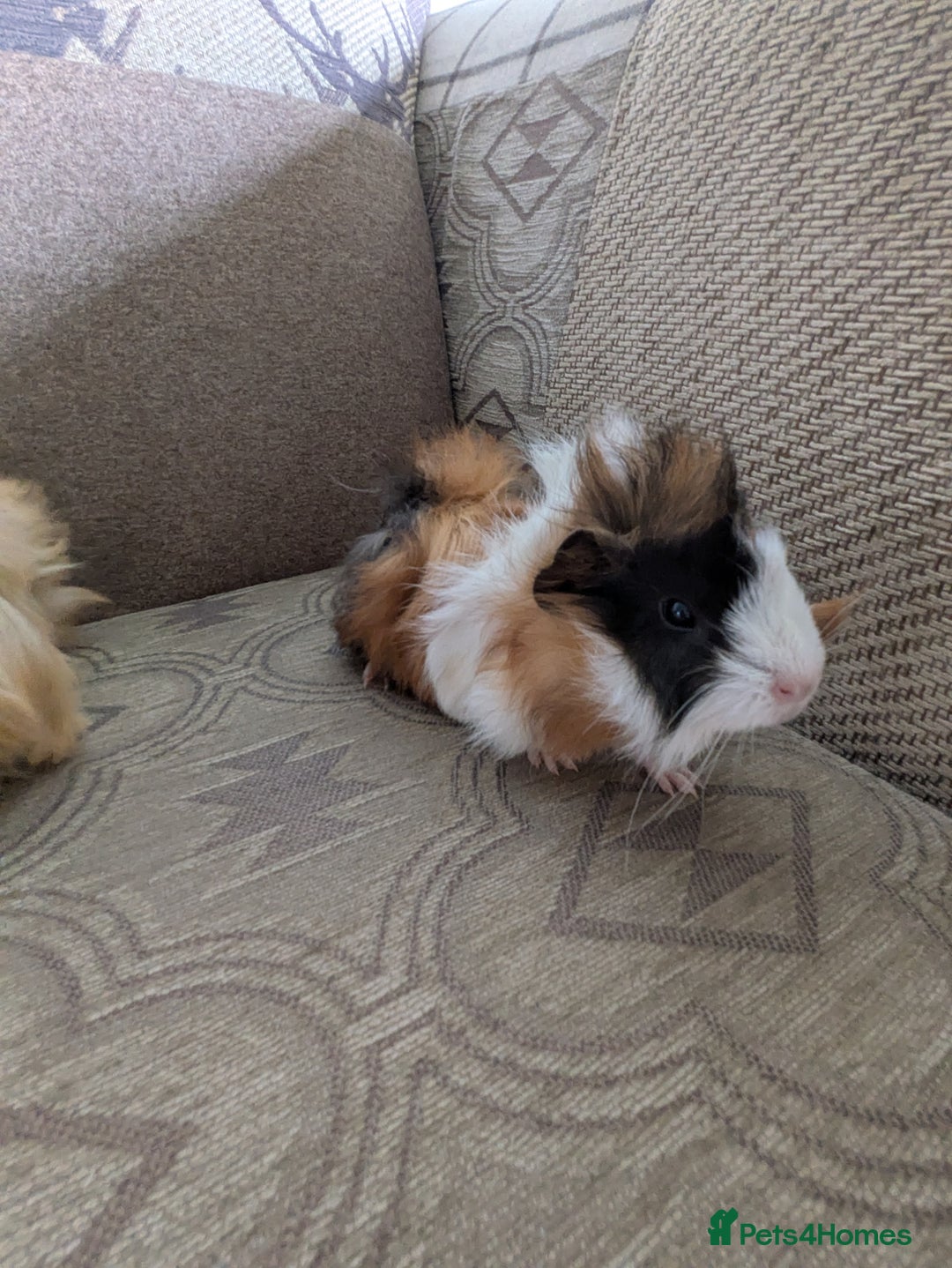 Guinea Pig rodents for sale: Guinea pig babies for sale  - Image 12