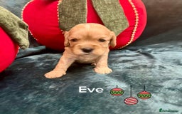 Cavapoo dogs for sale: ✨Beautiful Toy Cavapoo Puppies KC Reg parents✨ - Advert 3