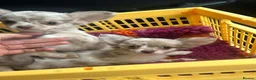 Chihuahua dogs for sale: Gorgeous Chihuahua Puppies in Leven - Advert 3