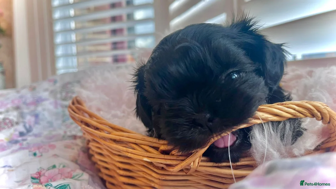 Shih Tzu dogs for sale: Imperial Shih Tzu puppies in Dorchester - Advert 8