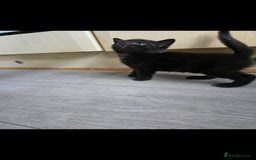 Mixed Breed cats for sale: Beautiful kittens for sale - Image 10