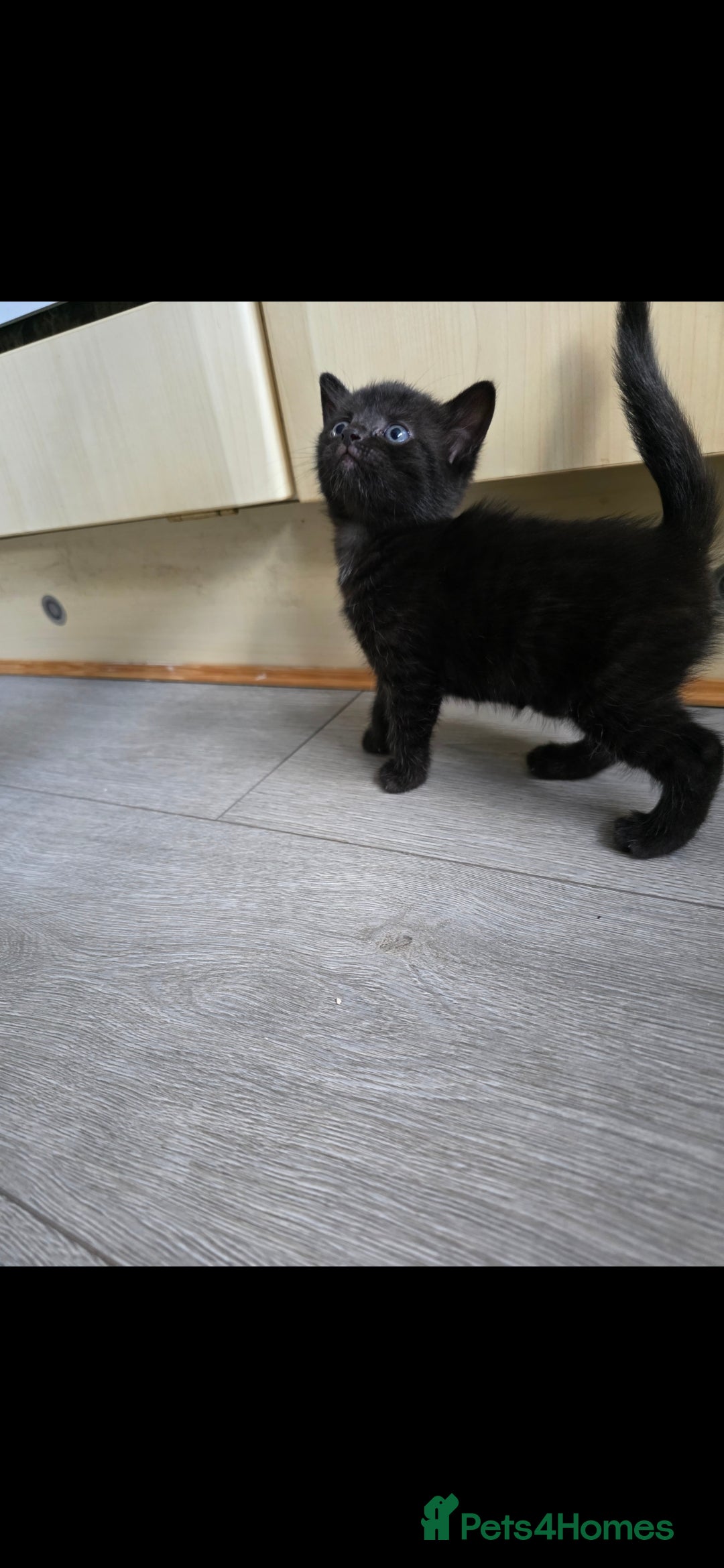 Mixed Breed cats for sale: Beautiful kittens for sale - Image 10